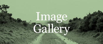 Image Gallery